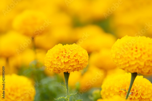 Marigold flower blooming in a garden