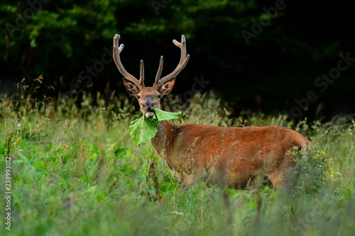 Fototapeta Naklejka Na Ścianę i Meble -  Red deer (Cervus elaphus). Stag in a meadow near the forest.