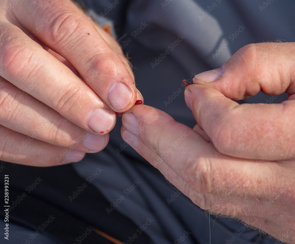 Fisherman puts a red worm on the hook