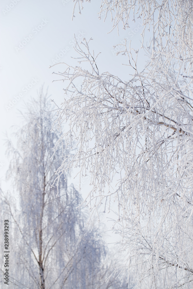 Frozen branches on a tree against a blue sky Frozen branches on a tree against a blue sky