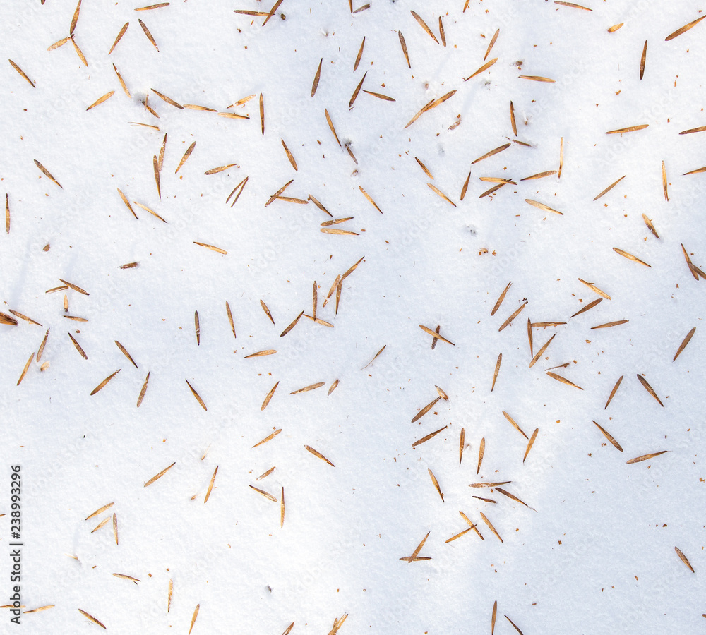 Seeds from a tree on white snow as a background Seeds from a tree on white snow as a background
