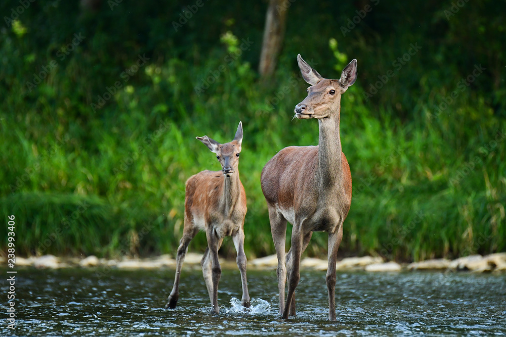 Red deer (Cervus elaphus). Red hind and calf in the water. Bieszczady Mountains. Poland Red deer (Cervus elaphus). Red hind and calf in the water. Bieszczady Mountains. Poland