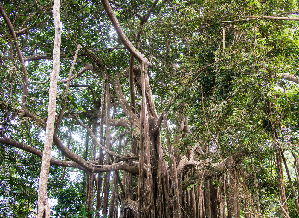 Naklejka premium Giant trees in forest.