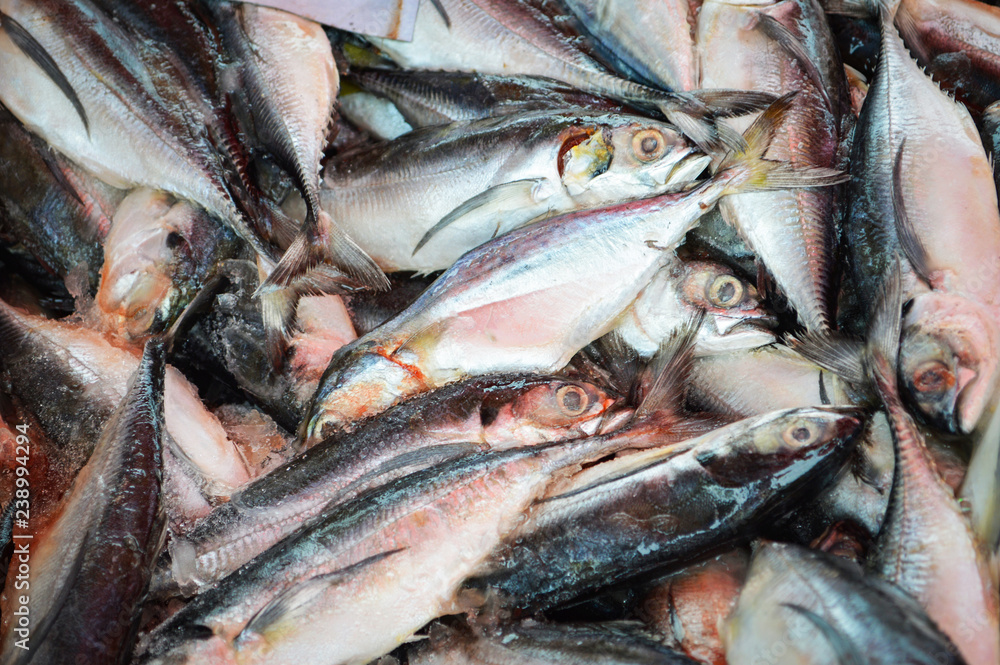 fish in market / fresh raw mackerel fish in the market fish in market / fresh raw mackerel fish in the market