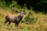 Red deer (Cervus elaphus) in a meadow near the forest during the rut