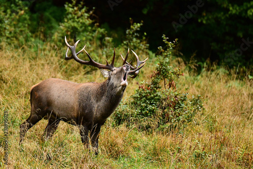 Red deer  Cervus elaphus  in a meadow near the forest during the rut