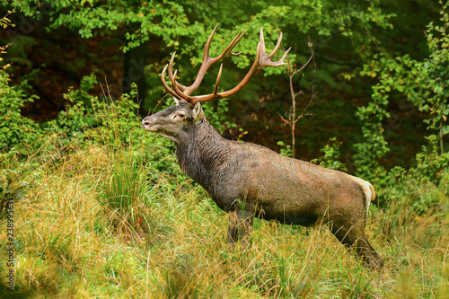 Red deer  Cervus elaphus  in the forest during the rut. Bieszczady Mountains. Poland