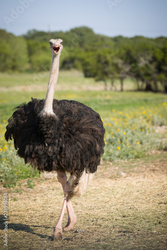 Fotografi Portrait of a large bird feeding green grass in the savannah