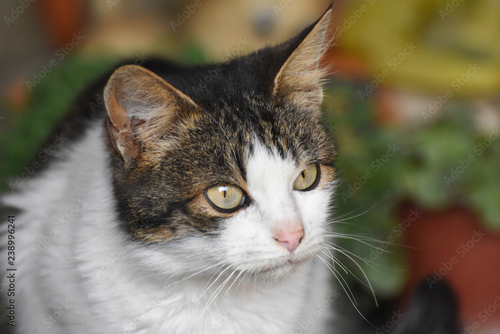 Portrait of beautiful cat looking away. Domestic tabby shorthaired cat outside Portrait of beautiful cat looking away. Domestic tabby shorthaired cat outside