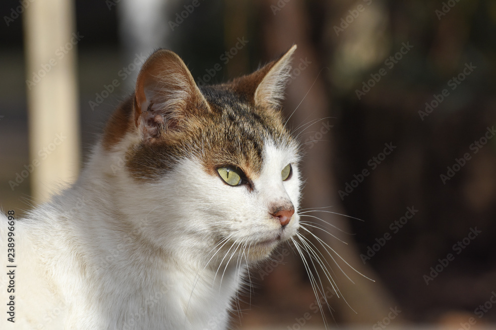 Portrait of beautiful cat looking away. Domestic tabby shorthaired cat outside