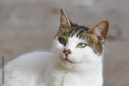 Portrait of beautiful cat looking away. Domestic tabby shorthaired cat outside