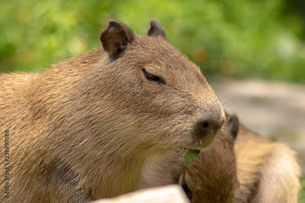 Naklejka premium Small Capybara Chews On Leaf