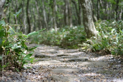 Stone path