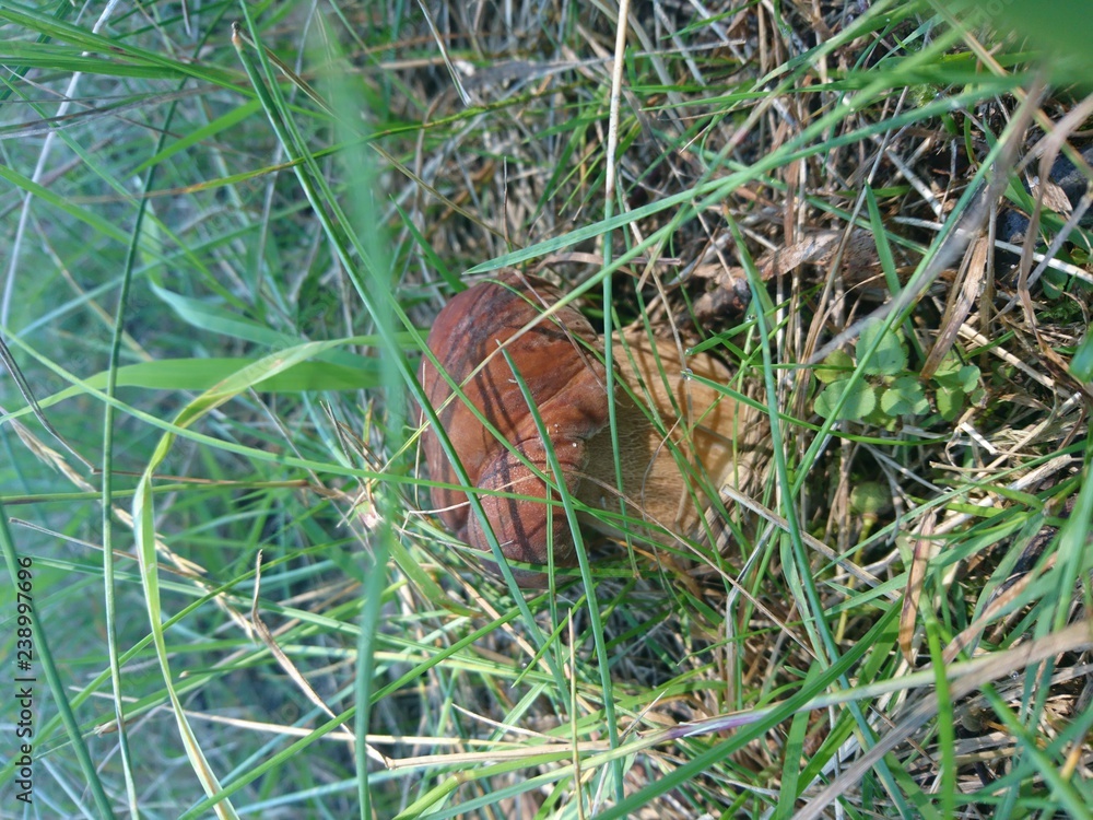 Obraz premium Грибы 