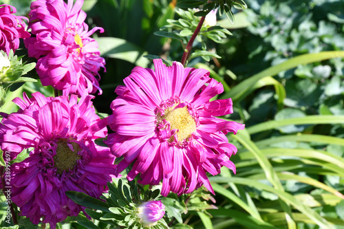 Colorful Flower Aster