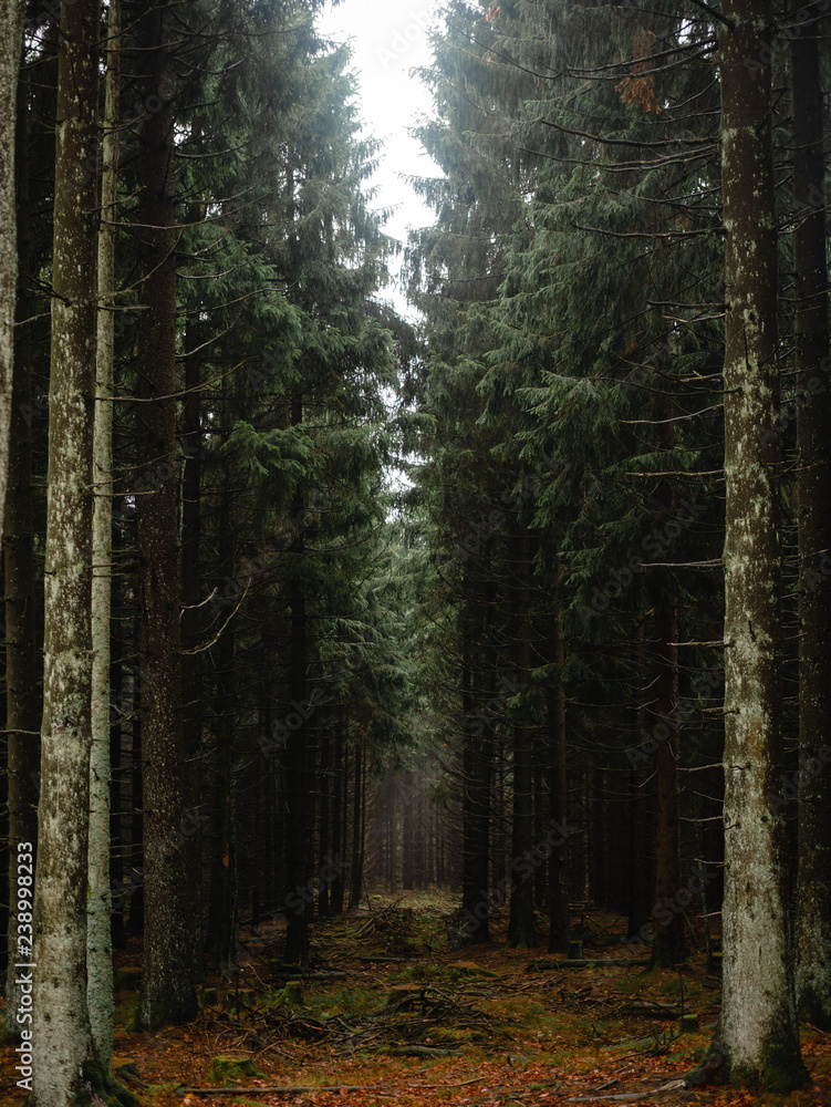 Obraz premium Pfad durch den Wald. Lichtung. Mystisch und Mysteriöser Weg. Mystical and magical pathway through the woods in Misty winter days. Dramatic scene and picturesque picture of nature. Dramatische Szene