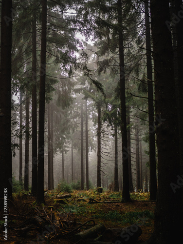 Misty path in the woods. Pfad durch den nebeligen Wald am Morgen. Mystisch und Mysteriös in den Wäldern von Frankfurt, Deutschland 