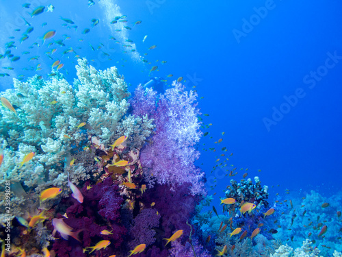 Colorful coral reef on the bottom of tropical sea  underwater landscape.