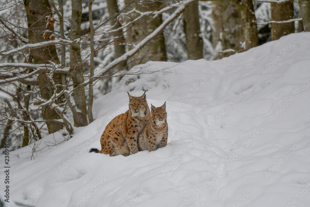 Fototapeta premium Rodzina Lynx