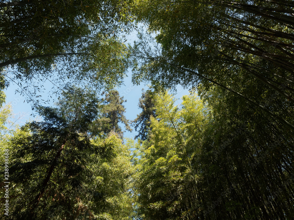 Cimes de bambous géant sous un ciel bleu