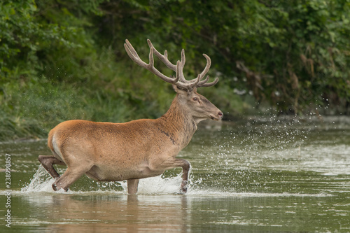 Red deer (Cervus elaphus) stag in the water. Bieszczady Mountains. Poland