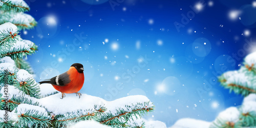 Winter Background. Christmas card. Snow With Snowy Fir Branches. Bullfinch on a snowy fir branch.