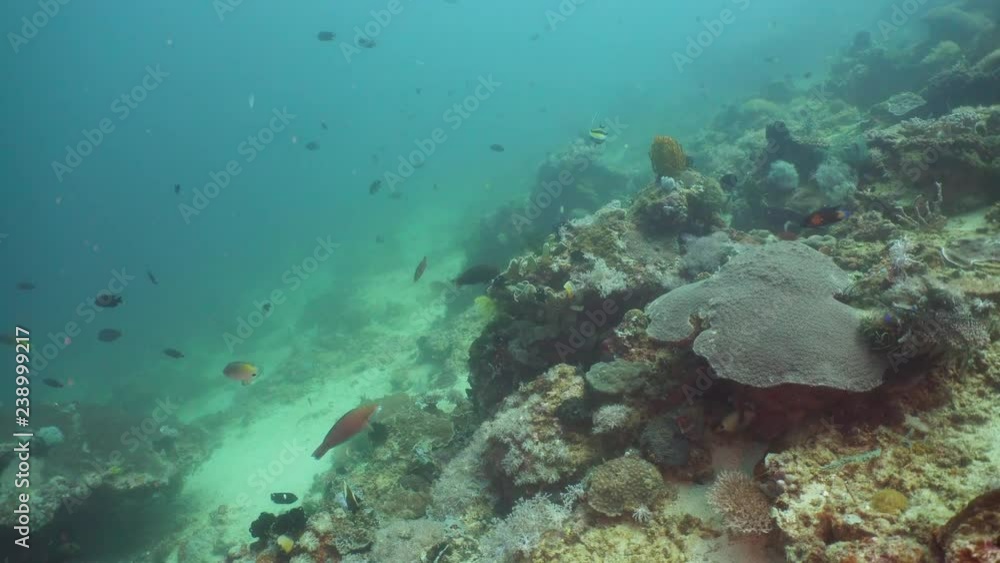 Fish and coral reef at diving. Wonderful and beautiful underwater world with corals and tropical fish. Hard and soft corals. Philippines, Mindoro. Diving and snorkeling in the tropical sea. Fish and coral reef at diving. Wonderful and beautiful underwater world with corals and tropical fish. Hard and soft corals. Philippines, Mindoro. Diving and snorkeling in the tropical sea.