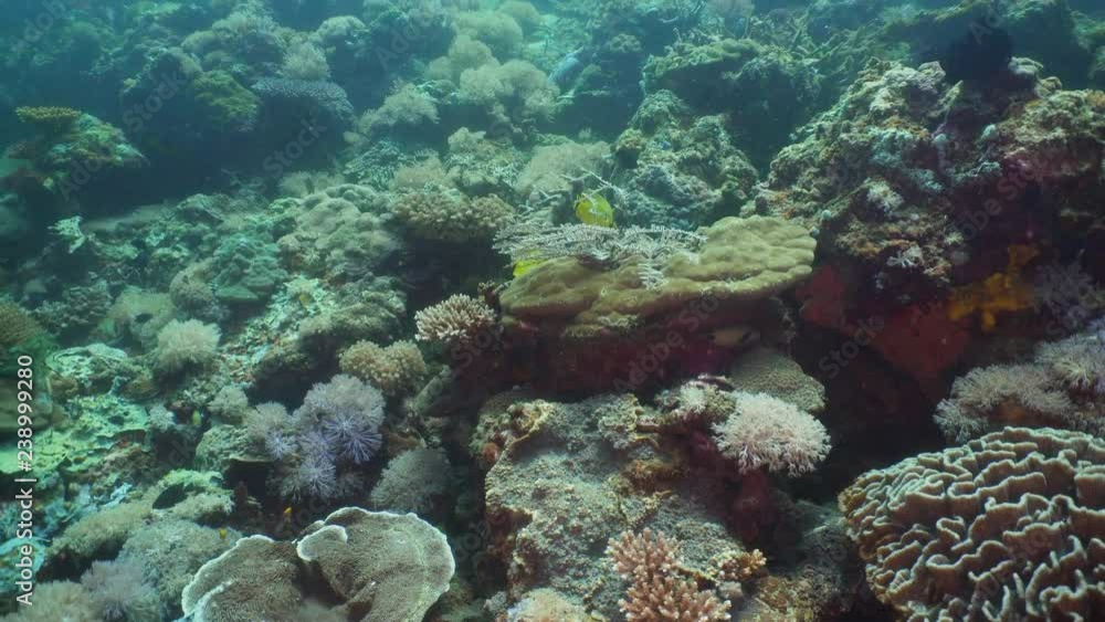 Fish and coral reef at diving. Wonderful and beautiful underwater world with corals and tropical fish. Hard and soft corals. Philippines, Mindoro. Diving and snorkeling in the tropical sea. Fish and coral reef at diving. Wonderful and beautiful underwater world with corals and tropical fish. Hard and soft corals. Philippines, Mindoro. Diving and snorkeling in the tropical sea.