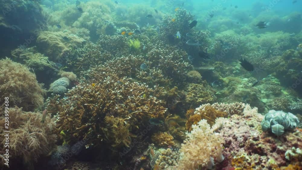 Tropical fish on coral reef at diving. Wonderful and beautiful underwater world with corals and tropical fish. Hard and soft corals. Philippines, Mindoro. Tropical fish on coral reef at diving. Wonderful and beautiful underwater world with corals and tropical fish. Hard and soft corals. Philippines, Mindoro.