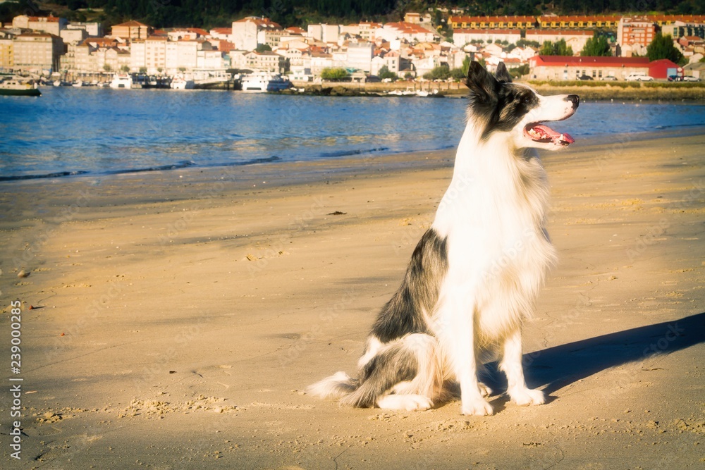Obraz premium Black and white border collie dog