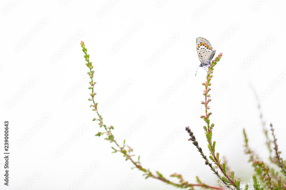 Naklejka premium Plebejus argus photographed during the early morning, when they are still under the dew, waiting for some sunbeams to dry up and to fly.