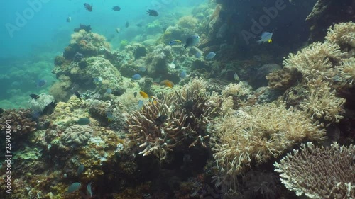 Wallpaper Mural Fish and coral reef at diving. Wonderful and beautiful underwater world with corals and tropical fish. Hard and soft corals. Philippines, Mindoro. Diving and snorkeling in the tropical sea. Torontodigital.ca