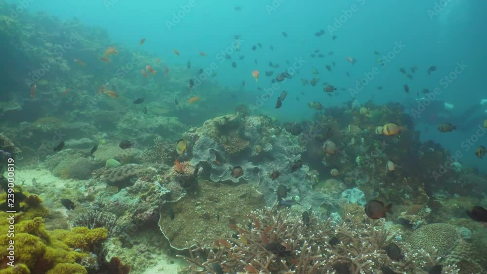 Tropical fish on coral reef at diving. Wonderful and beautiful underwater world with corals and tropical fish. Hard and soft corals. Philippines, Mindoro. Tropical fish on coral reef at diving. Wonderful and beautiful underwater world with corals and tropical fish. Hard and soft corals. Philippines, Mindoro.
