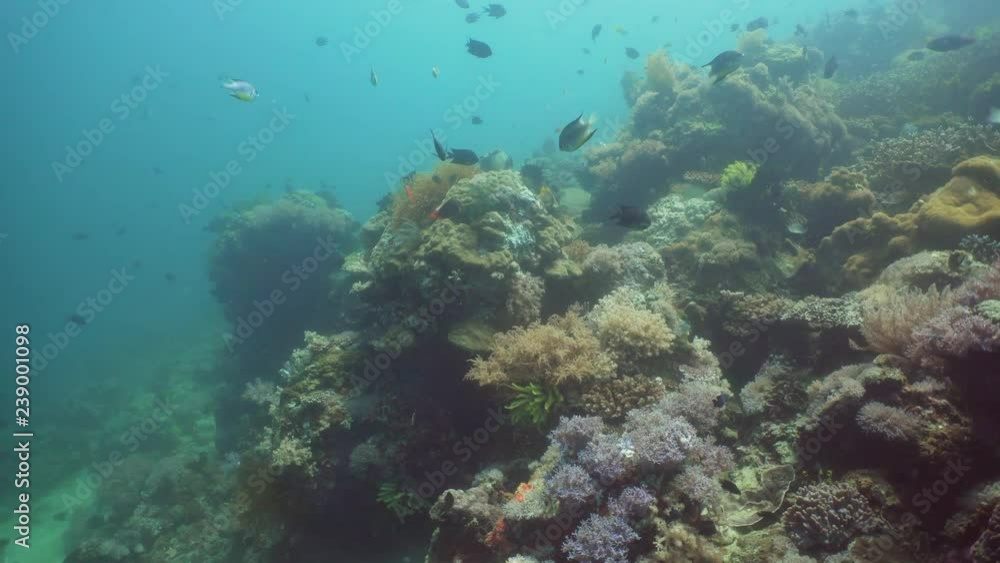 Fish and coral reef at diving. Wonderful and beautiful underwater world with corals and tropical fish. Hard and soft corals. Philippines, Mindoro. Diving and snorkeling in the tropical sea. Fish and coral reef at diving. Wonderful and beautiful underwater world with corals and tropical fish. Hard and soft corals. Philippines, Mindoro. Diving and snorkeling in the tropical sea.