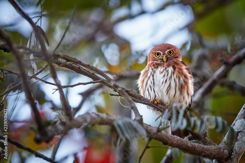 Glaucidium brasilianum, Ferruginous pygmy owl, small, typical owl native to America. Rich rufous colored owl, perched on a tree in early morning, staring at camera. Costa Rica wildlife photography. photo