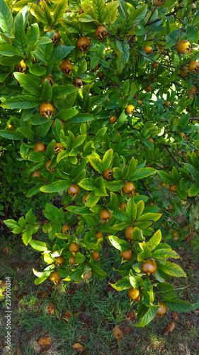 Foliage and fruits of Common medlar (Mespilus germanica) photo