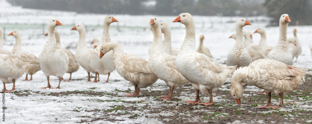 Obraz premium many white geese on a snovy meadow in winter