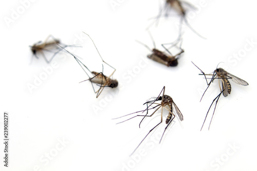 Dead mosquitoes isolated on a white background.In the concept of controlling dengue epidemic.The use of chemicals to kill insects that bring disease to people.For good health.
