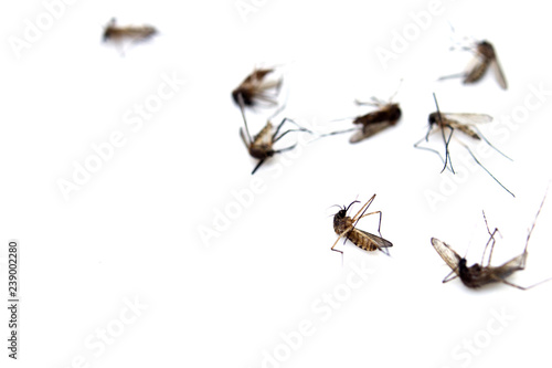 Dead mosquitoes isolated on a white background.In the concept of controlling dengue epidemic.The use of chemicals to kill insects that bring disease to people.For good health.