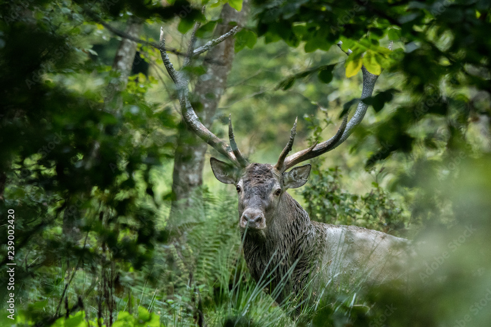 Naklejka premium Red deer (Cervus elaphus) in a meadow near the forest during the rut