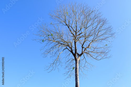 Beautiful tree without leaves with blue sky.