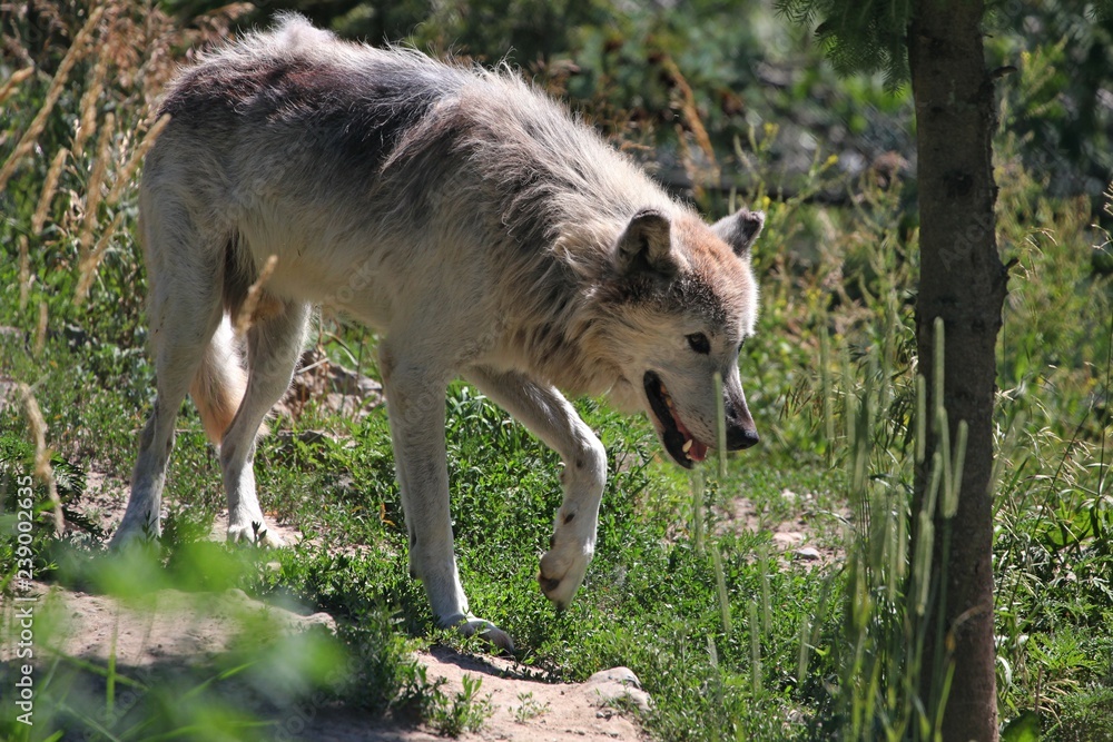 Fototapeta premium Timber wolf