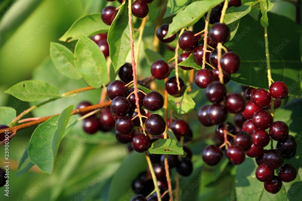 ripe cherries on a branch ripe cherries on a branch