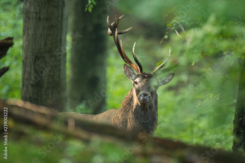Fototapeta Naklejka Na Ścianę i Meble -  Red deer (Cervus elaphus) in the forest during the rut. Bieszczady Mountains. Poland