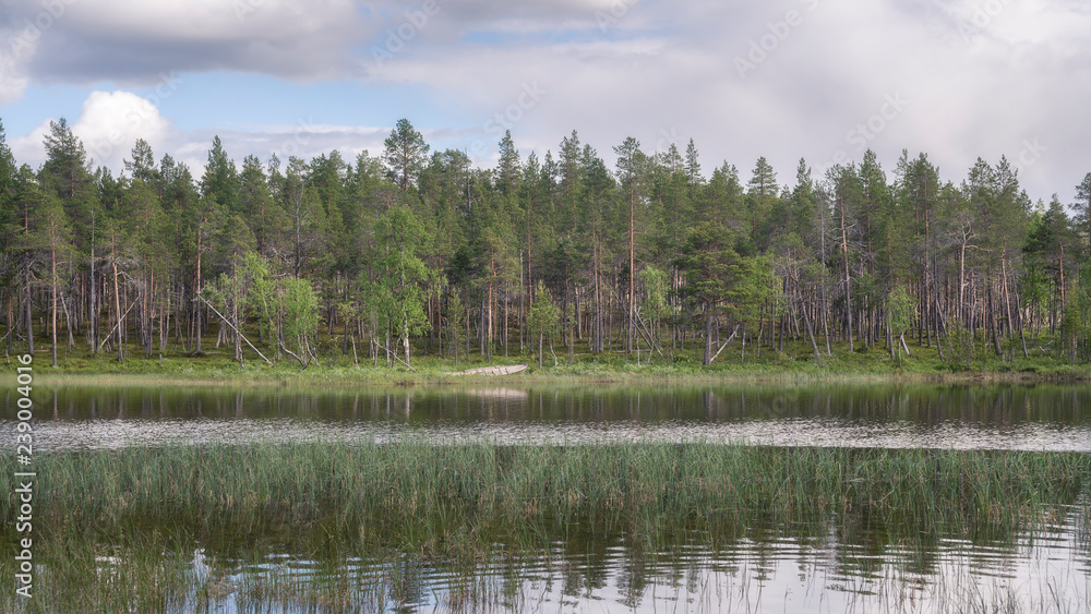 Lapland landscape in summer. RIvers and woods.