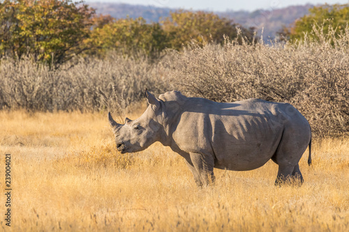 A white rhino   Ceratotherium Simum  standing in a beautiful landscape  sunset  Ongava Private Game Reserve   neighbour of Etosha   Namibia.