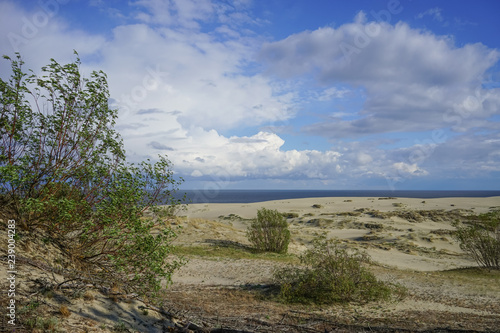 Sea landscape of the Baltic sea with coastal sand dunes of the Curonian spit. © vvicca