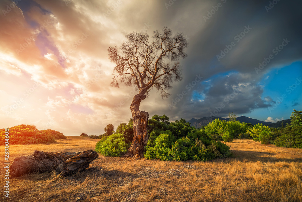Fototapeta premium Early morning. Lonely dead tree at mediterranean coast, Turkey.