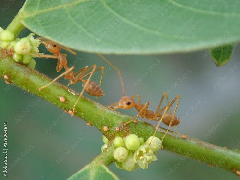 Fototapeta premium Two ants on a branch