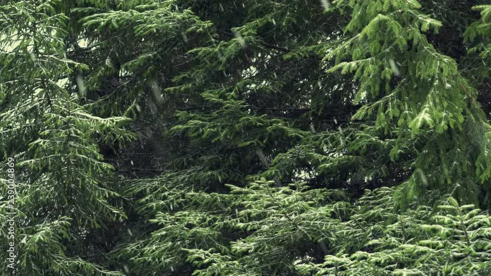 Snowfall against the background of a fir tree 4K Snowfall against the background of a fir tree 4K
